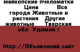  майкопские пчеломатки F-1  › Цена ­ 800 - Все города Животные и растения » Другие животные   . Тверская обл.,Удомля г.
